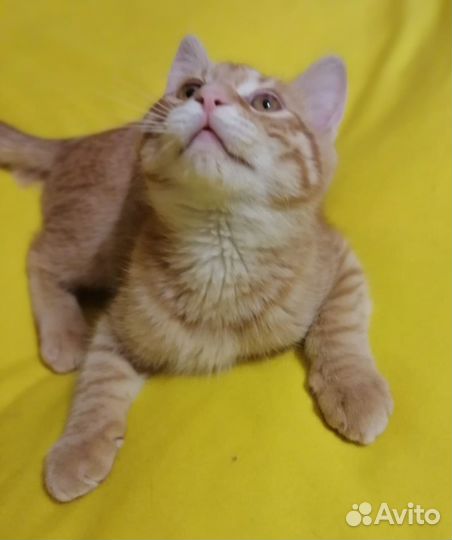 Рыжий малыш