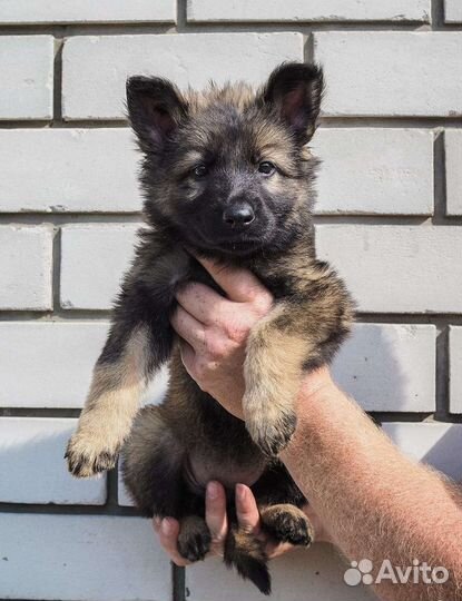 Щенки немецкой овчарки рабочего разведения