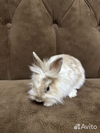 Львиноголовый кролик