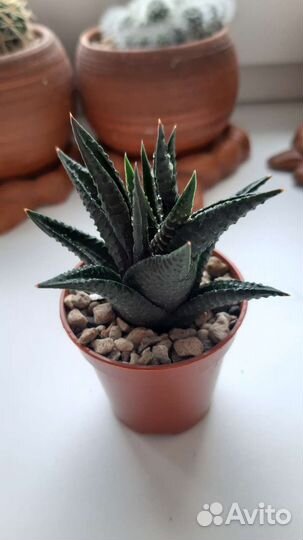 Суккуленты