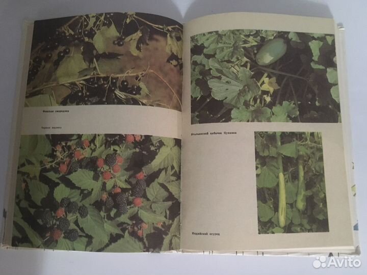 Книга Удивительное на грядке