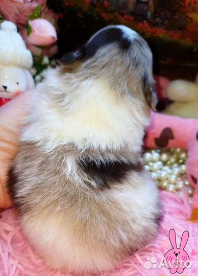 Эксклюзив супер микрик малыш медвежонок,доставка