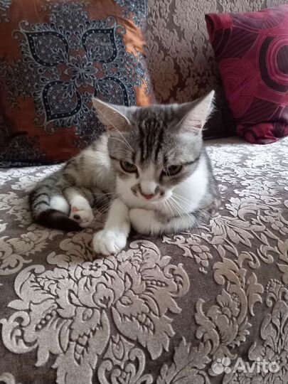 Передержка кошек на время отпуска