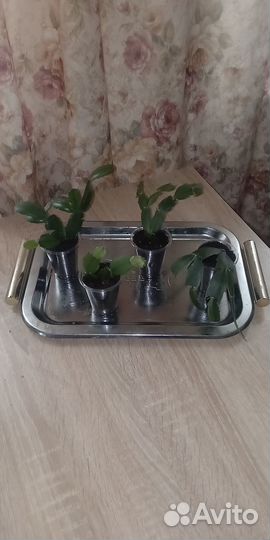 Декабриста или шлюмбергера