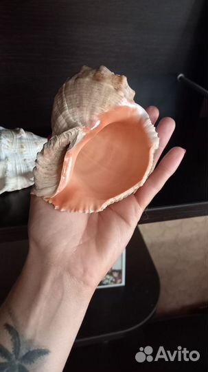 Ракушка декор