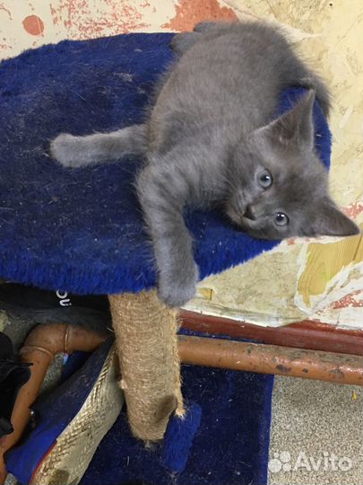 Котята бесплатно