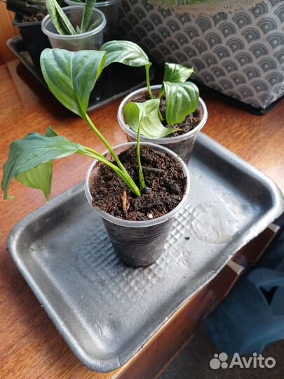 Комнатные цветы