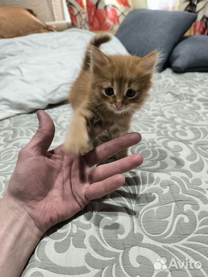 Отдам котёнка в добрые руки