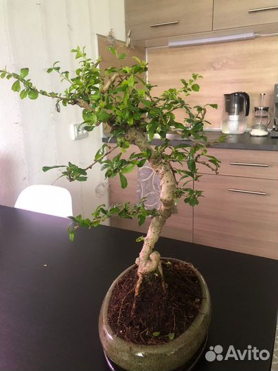 Бонсай Кармона 25 лет