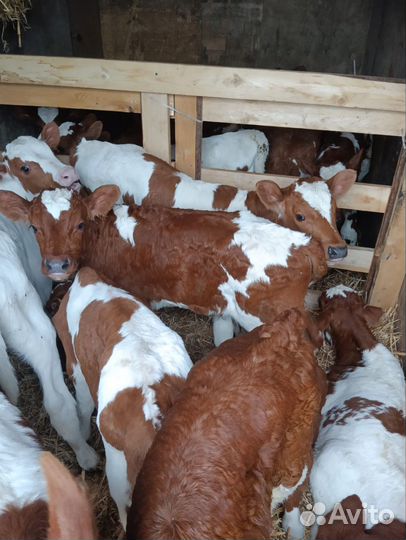 Телята бычки сементалы