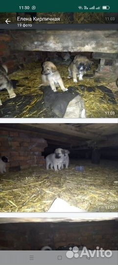 Собаки в добрые руки