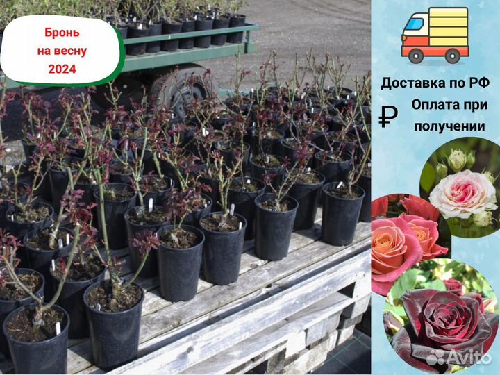 Зимостойкие саженцы роз