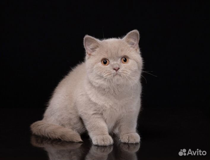 Британский котик