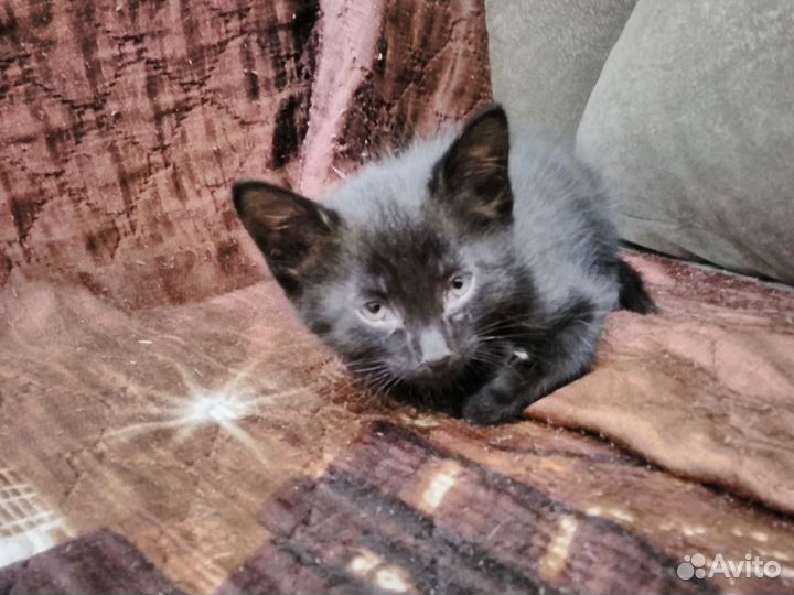 Отдам в добрые руки