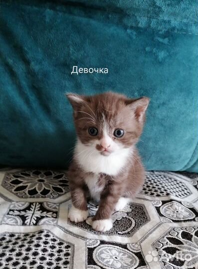 Шотландские котята