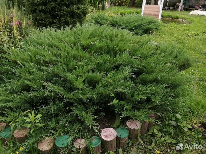 Садовые цветы и кустарники