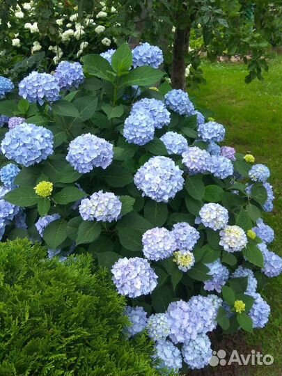 Гортензия голубая крупнолистная саженцы
