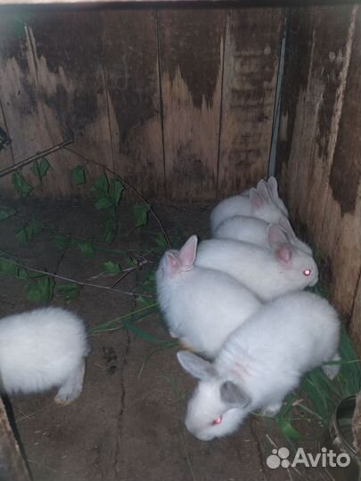 Продажа крольчат