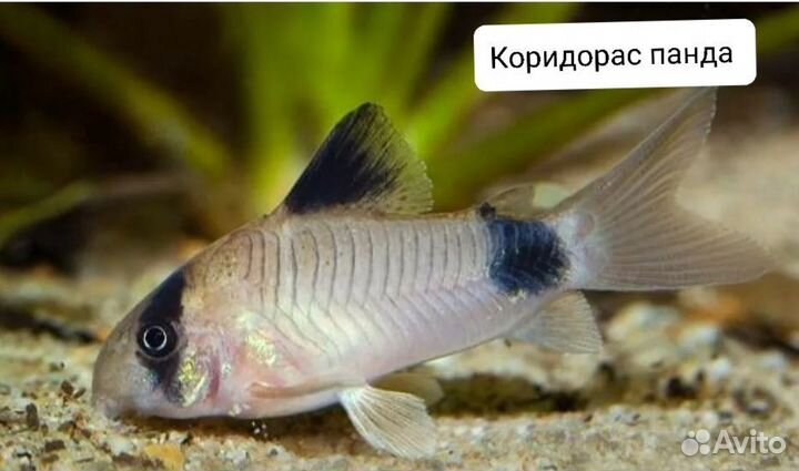 Аквариумные рыбки