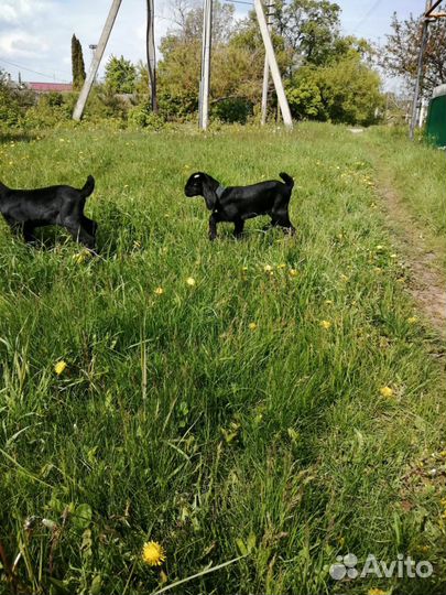 Англо нубийский козел