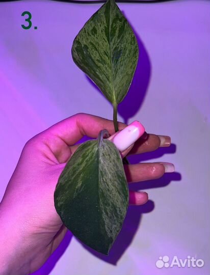 Эпипремнум марбл квин