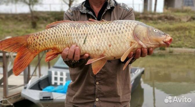 Свежая / копченая рыбы