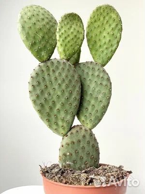 Кактус опунция