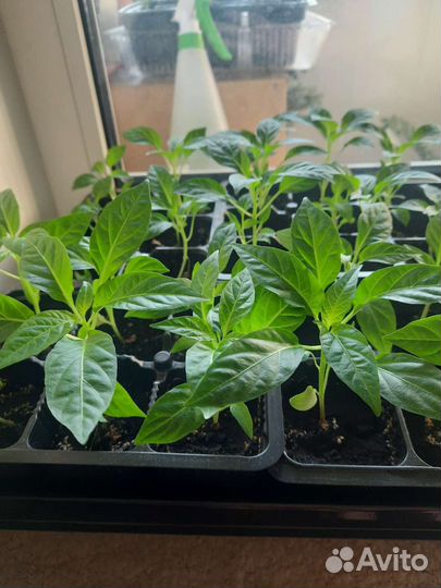 Перец острый декоративный