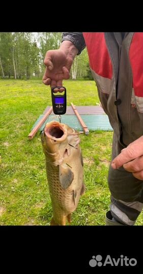 Макуха свежайшая