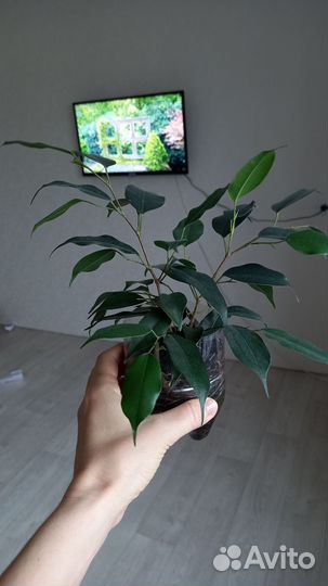 Фикус бенджамина