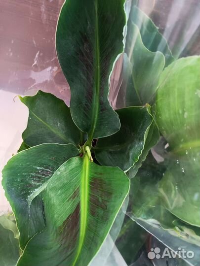 Банан Tropicana