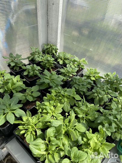 Рассада петунии