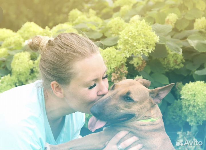 Начинающий грумер,помощник грумера