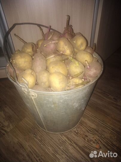 Семенной картофель