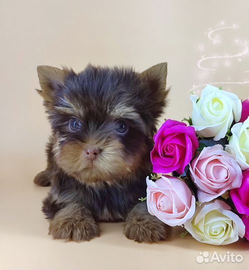 Шоколадный и чёрный йорк