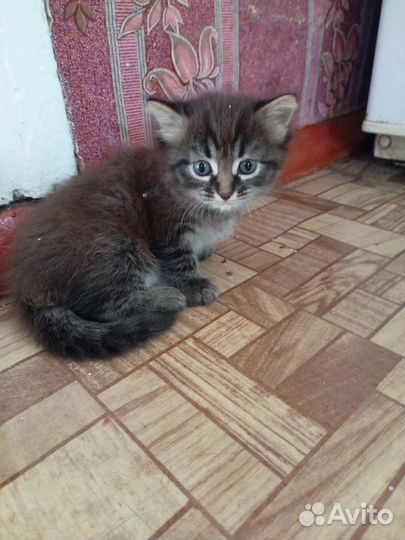 Котята в добрые руки. Мальчик и девочка
