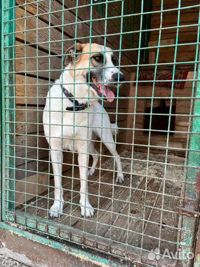 Чудесная добрая девочка Скарлетт