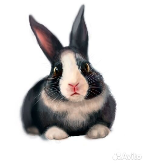 Художник иллюстратор