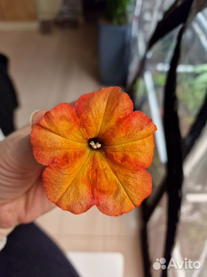 Вегетативные черенки