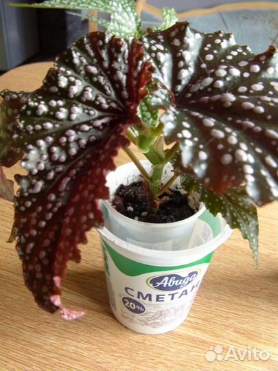 Тростниковые бегонии