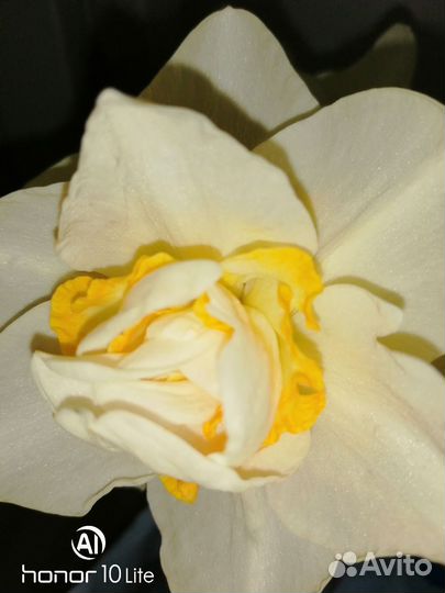 Нарциссы сортовые