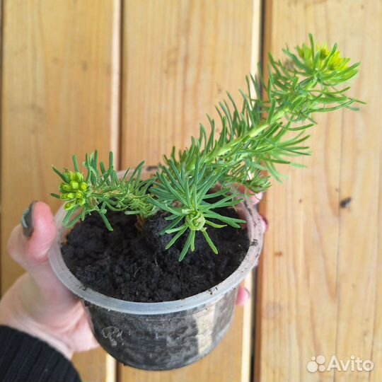 Молочай кипарисовый