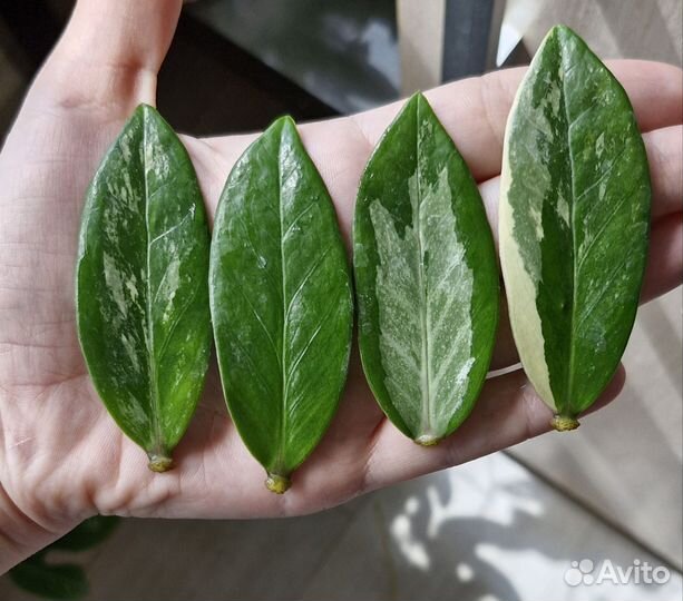 Замиокулькас short leaf, long leaf и черный Равен