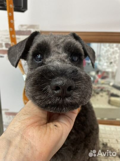 Стрижка собак, тримминг, ультразвук чистка зубов