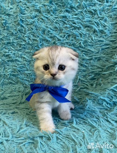 Шотландская