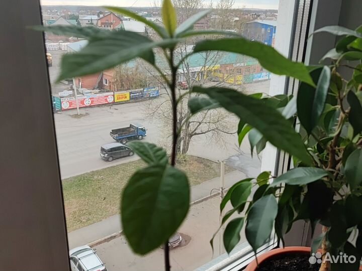 Фикус бенджамина, авокадо