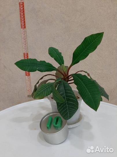 Продам цветы комнатные