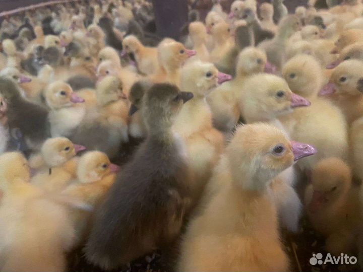 Гусята суточные