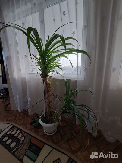 Пальма панданус