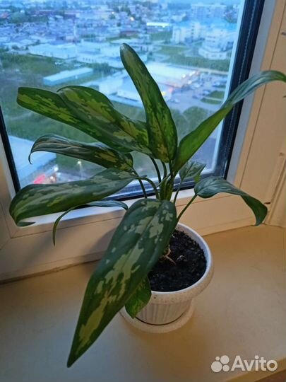 Рео, каланхоэ, аглаонема,фиалка